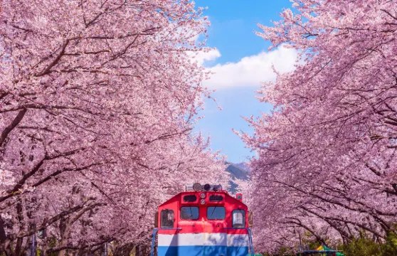 韓國鎮海軍港櫻花節慶典一日遊 (首爾/釜山出發, 日/夜櫻選項, 春季限定, 1人成團)