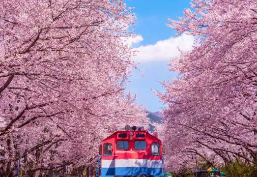 Jinhae Cherry Blossom Festival (Jinhae Gunhangje) One Day Tour (From Seoul or Busan, Day or Night Route Options, Spring Special)