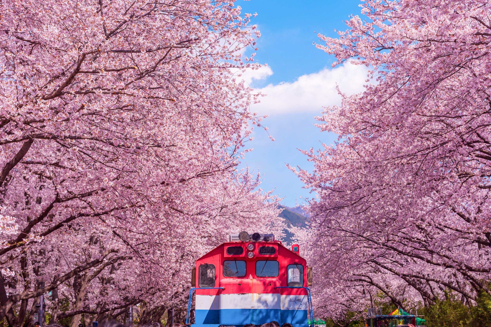 Jinhae Cherry Blossom Festival (Jinhae Gunhangje) One Day Tour (From Seoul or Busan, Day or Night Route Options, Spring Special)