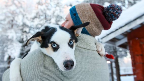 paket kereta luncur anjing/kereta luncur husky sepanjang 1km/5km/10km/20km + Aurora borealis/memancing es tersedia di Rovaniemi, Lapland Finlandia