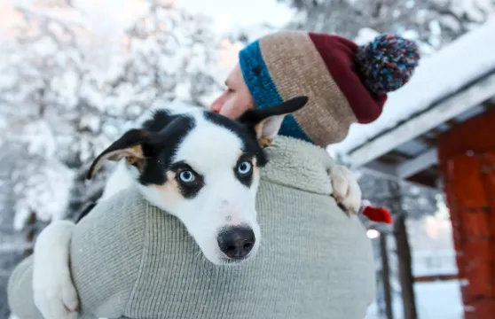 乘坐狗拉雪橇/哈士奇雪橇1公里/5公里/10公里/20公里+極光/冰釣 多套餐可選 芬蘭拉普蘭羅瓦涅米原始森林