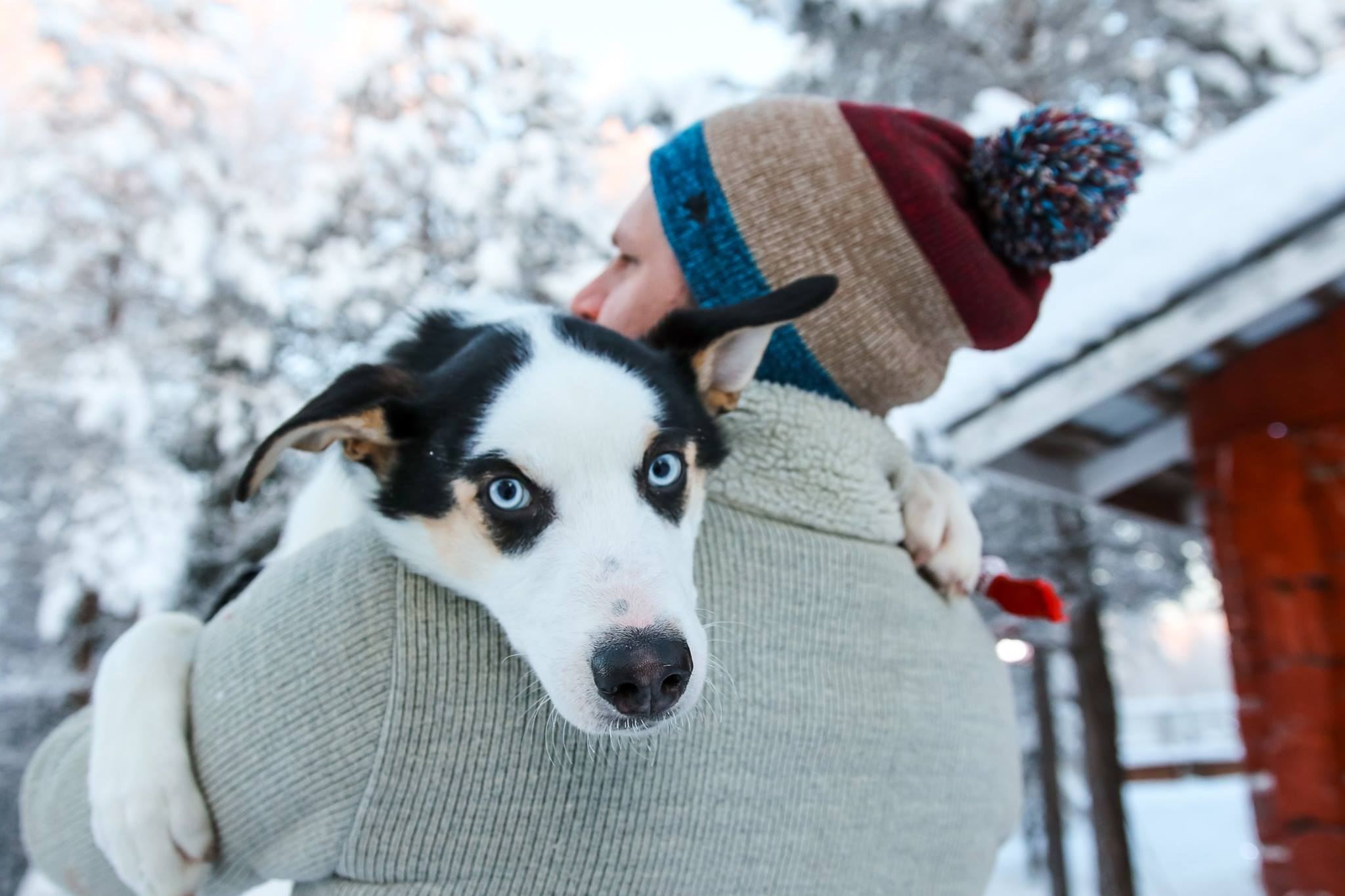 Husky sled ride 1km/5km/10km/20km + northern lights/ice fishing, multiple packages available, Rovaniemi primeval forest, Finnish Lapland