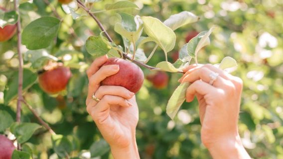 Pocheon Sanjeong Lake + Apple Picking + Dove Lake Waterfall + Herb Island Park one-day tour