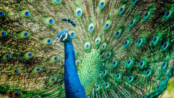 Taman Burung Kuala Lumpur, Taman Rama-rama dan Lawatan Taman - Pilihan Persendirian