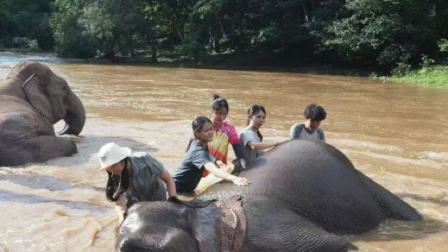 Lawatan separuh hari menjaga gajah di Chiang Mai, Thailand + arung jeram buluh + air terjun melekit
