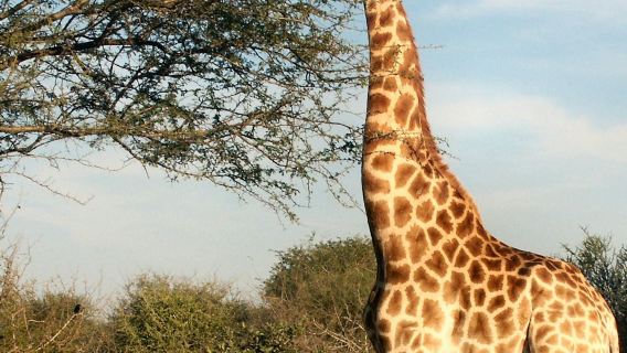 เขตอนุรักษ์พันธุ์สัตว์ป่าส่วนตัว Aquila: ซาฟารีพร้อมไกด์ + ชิมไวน์ Nederburg (ตัวเลือกเสริม)