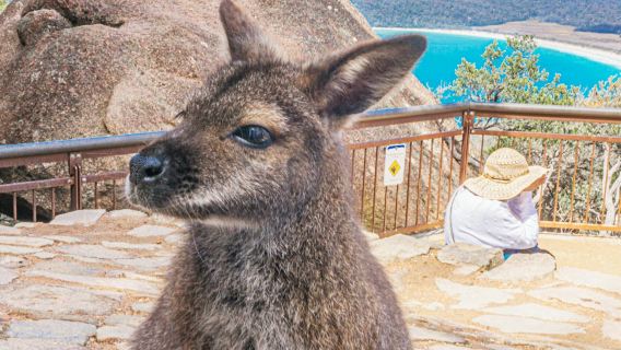 Wineglass Bay, Freycinet National Park & Richmond: Guided Tour + Transfer