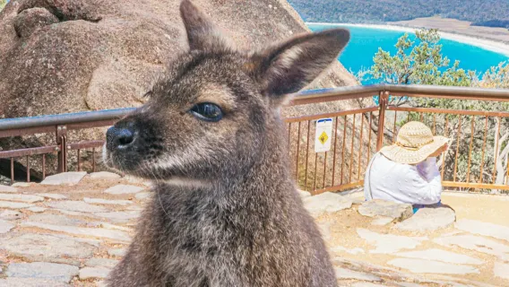 Wineglass Bay, Freycinet Ulusal Parkı ve Richmond: Rehberli Tur + Transfer