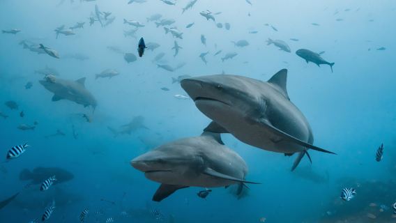 однодневный тур на Мбенга + Beqa Adventure Divers