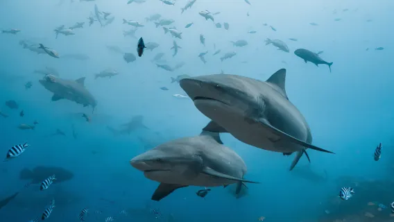 피지 베카 섬 + Beqa Adventure Divers 당일 치기 여행