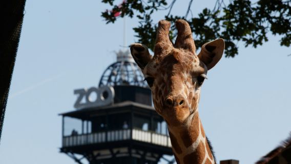 Copenhagen ZOO: Skip The Line Ticket