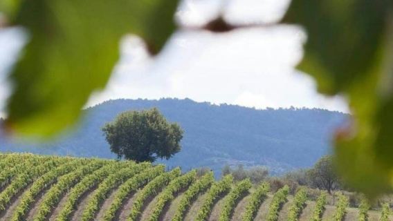 Chianti & Castles: Day Trip from San Gimignano + Wine Tasting