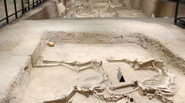 洛陽白馬寺+天子駕六博物館+遺址植物園一日遊提供中英文服務