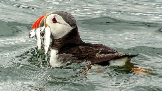 Edinburgh: 'Firth of Forth' Three Bridges Sightseeing Cruise