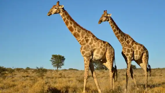 จากเดอร์บัน: ทัวร์ซาฟารีและหมู่บ้าน PheZulu แบบหนึ่งวัน