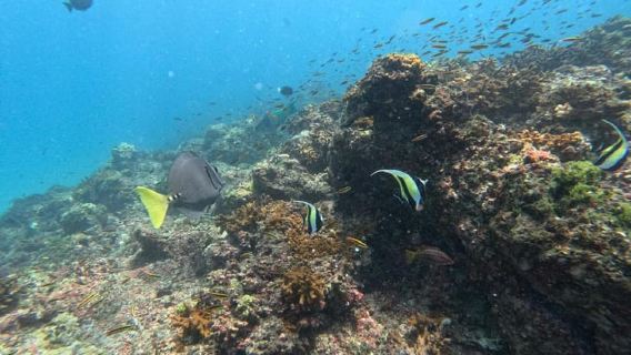 Escursione di snorkeling all'isola di Cano da Uvita