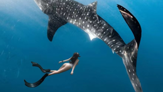 Snorkeling Jerung Paus Oslob di Filipina [Perjalanan Pergi-balik dari Cebu|Pudina Pergi Balik|Perjalanan Pergi Balik Cebu Bohol