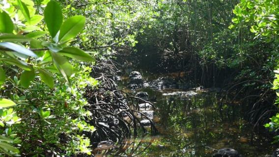 Zanzibar: Jozani Forest Tour