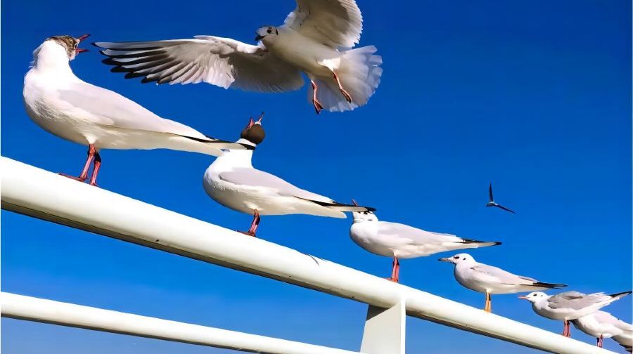 滇池+西山龍門+海埂公園+茶馬花街+官渡古鎮+鬥南花市一日遊