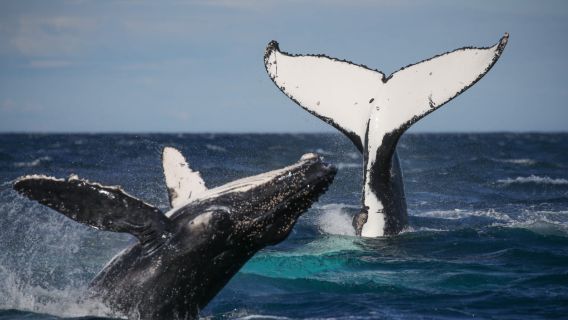 雪梨港2小時出海賞鯨巡遊【環形碼頭家庭4人組合（2成人+2兒童），多個出發時間可選】
