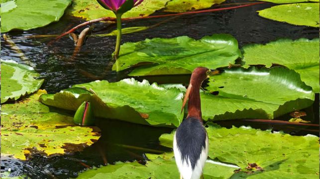 【馬年大吉】廈門鐘鼓索道一日遊+多景點可選+含門票+純玩團