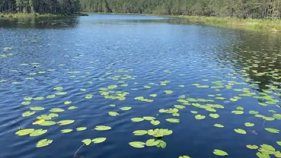 Helsinki: Nuuksio National park hiking with campfire lunch