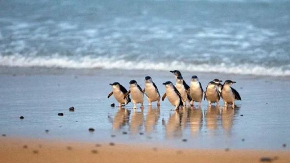 Phillip Island 1-day tour: Penguin Parade (departing from Melbourne)
