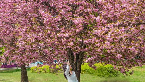 Seoul King Cherry Blossom One Day Tour (Spring Special, Boramae Park + Starfield Hanam + Misari Speedboat Park)
