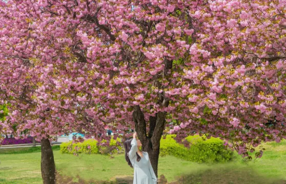 首爾八重櫻花一日遊 (春季限定, 波拉美公園 + Starfield河南店 + 渼沙裡競艇公園)