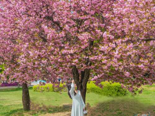 首爾八重櫻花一日遊 (春季限定, 波拉美公園 + Starfield河南店 + 渼沙裡競艇公園)