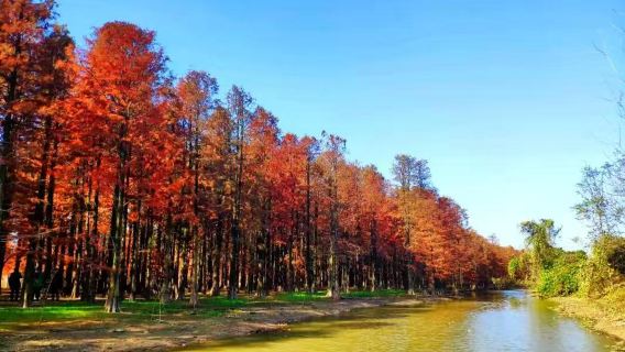 【合肥小眾線路】大漢塘七彩紅衫林+廬南川藏線1日遊