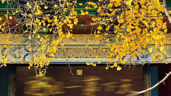 少林寺一日遊◆2-8人輕奢小團+上門接送+導遊講解+漢服換裝