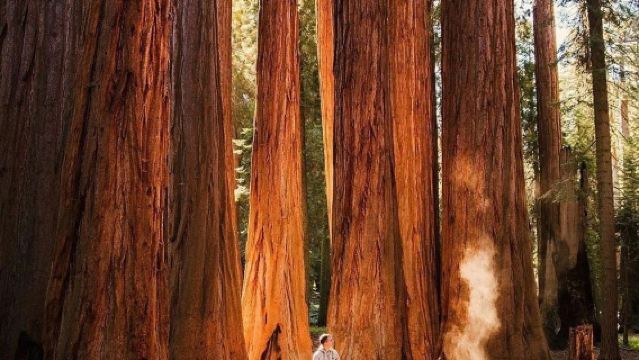 San Francisco - Yosemite National Park + Kings Canyon - Private Charter - Top Pick