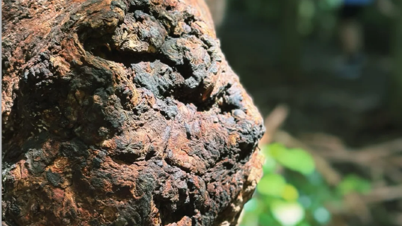【親子遊】澳洲黃金海岸|天寶林山+濕地保護區+鷹高小鎮一日遊