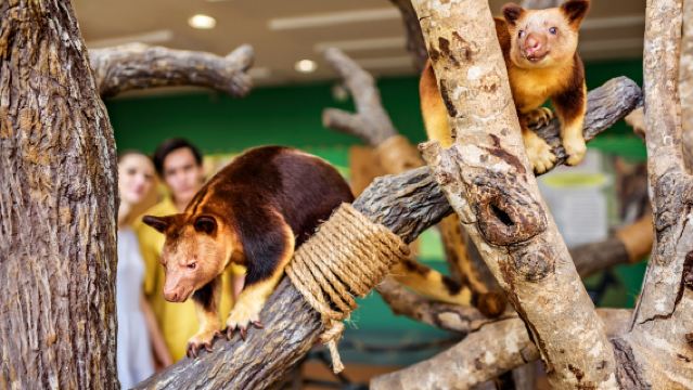 新加坡動物園+夜間動物園一日遊【中文包車+飯店接駁】