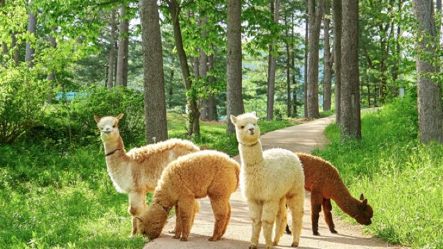 ทัวร์วันเดียว/ทัวร์หลายวัน เกาะนามิ + ฟาร์มอัลปาก้า + สวนแห่งความสงบยามเช้า (ออกเดินทางจากโซล)