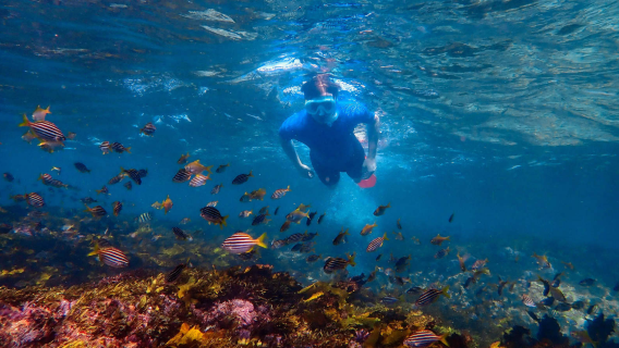 Experiencia de buceo y snorkel de 1 hora en Clovelly, Australia [Viaje organizado de 90 minutos de experiencia de snorkel en Clovelly]