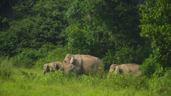 Privater Kui Buri-Nationalpark: Wildtierbeobachtungstour mit Elefanten