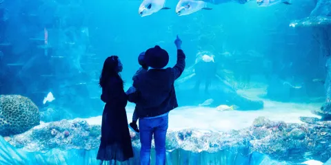 悉尼水族館體驗【含門票&飼養員講解】