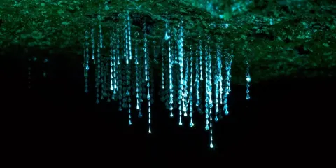 澳洲黃金海岸夜遊|坦伯林山螢火蟲奇觀 & 雨林夜探半日遊