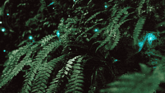 See Auckland's Secret Glow Worms