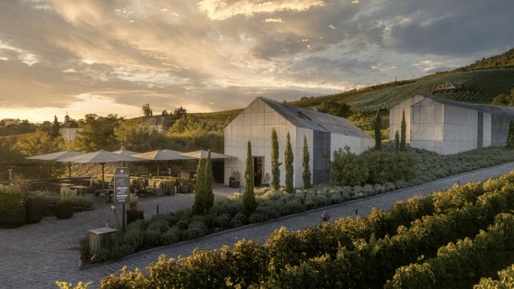 Badacsonytomaj: Pátzay Estate Wine Tasting with Optional Tour