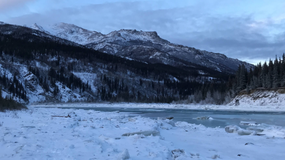 [Fairbanks, Alaska, Amerika Syarikat] Lawatan sehari Taman Denali + kereta luncur anjing - Pilihan Terbaik