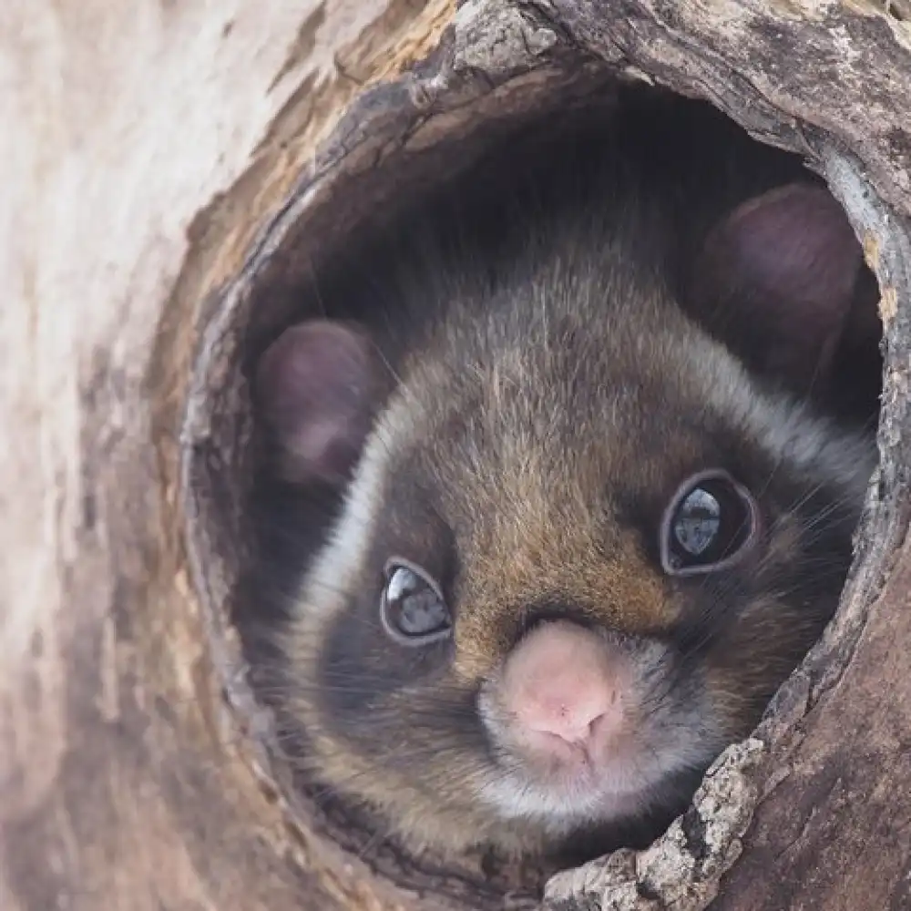 Wild Japanese Flying Squirrel Watching Tour in Nagano | Trip.com