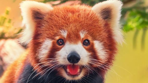 Edinburgh Zoo, Royal Botanic Garden, Princes Street Gardens, and Edinburgh Castle one-day tour