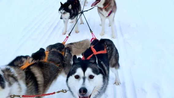 Однодневный тур по Мурманску: Самь Сыйт, парк Северного сияния, парк Имандра, парк Вечной мерзлоты