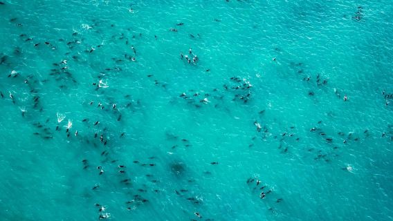 Tour in volo per l'osservazione delle balene a Kaikoura, nell'Isola del Sud della Nuova Zelanda