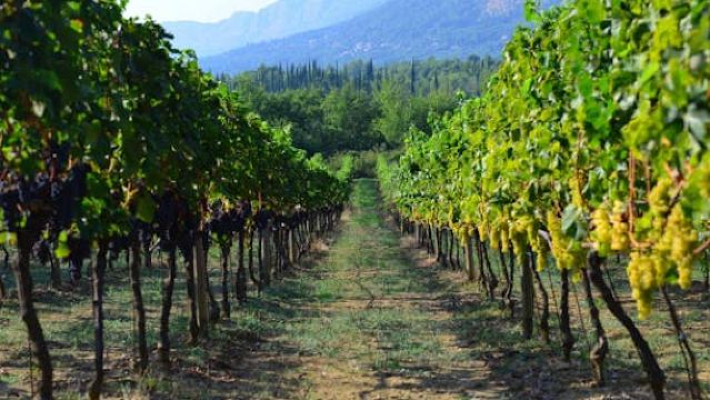 Pelješac private winery tour from Dubrovnik