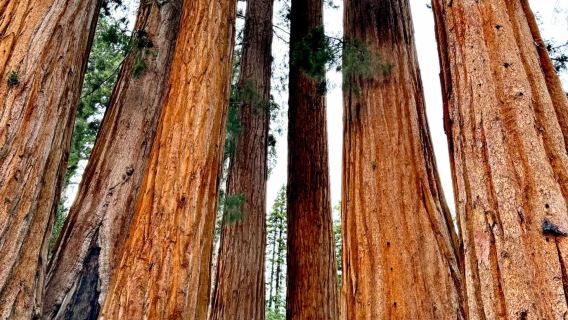 美國洛杉磯.巨杉國家公園/帝王峽谷包車12h【精選老司機】