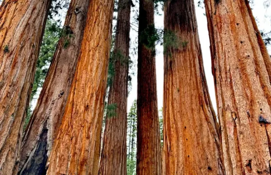 美國洛杉磯.美洲杉國家公園/帝王峽谷包車12h【精選老司機】